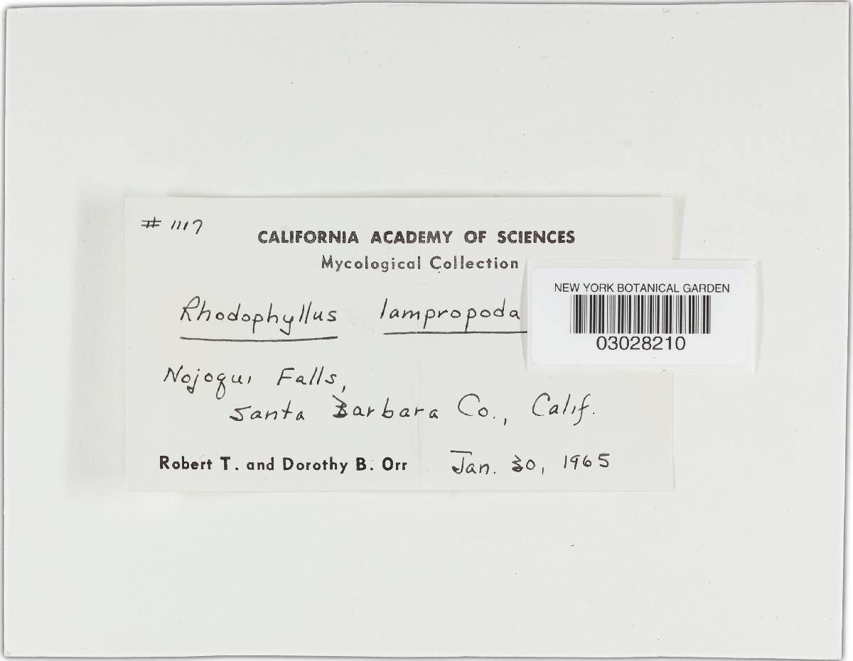 Entoloma lampropus image