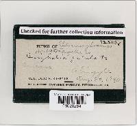Rickenella fibula image