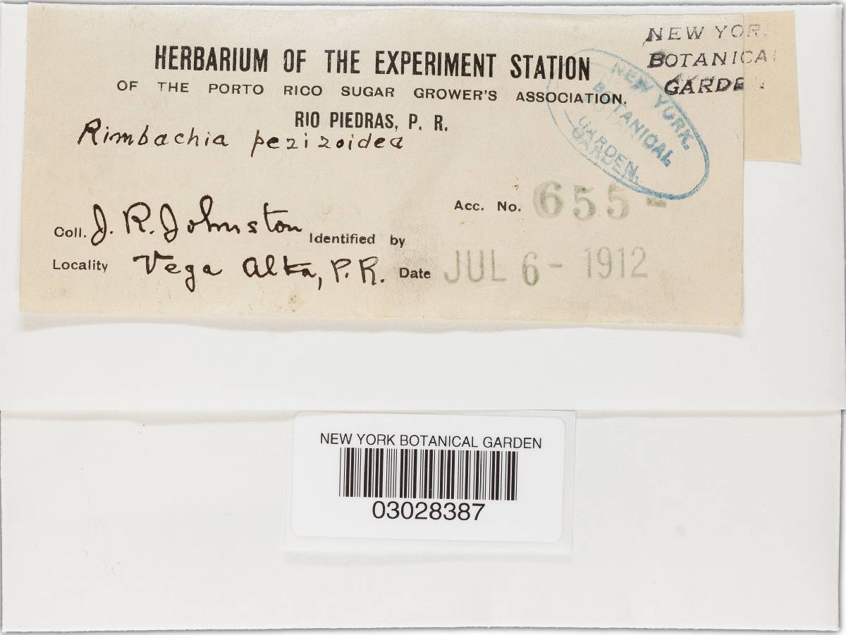 Rhodoarrhenia pezizoidea image