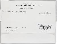 Phellinus gilvus image