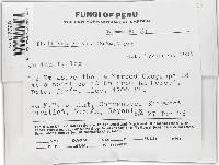 Phellinus gilvus image