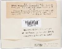 Phellinus gilvus image
