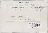 Phellinus gilvus image
