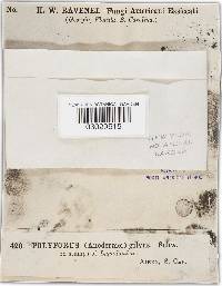 Phellinus gilvus image