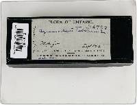 Pseudochaete tabacina image