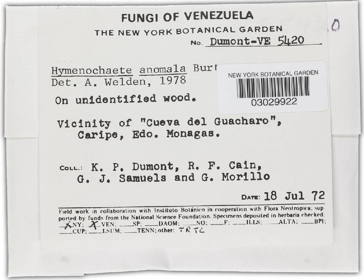 Hymenochaete anomala image