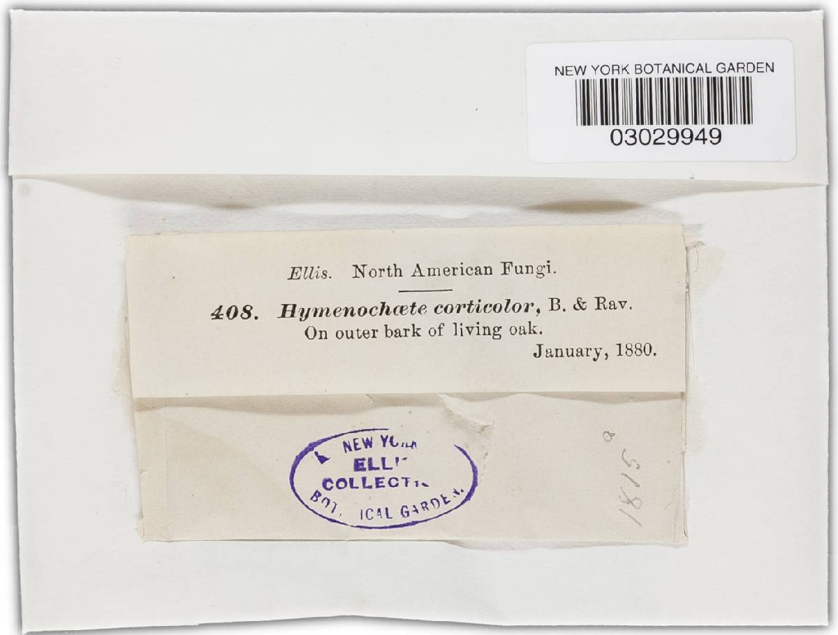 Hymenochaete cervina image