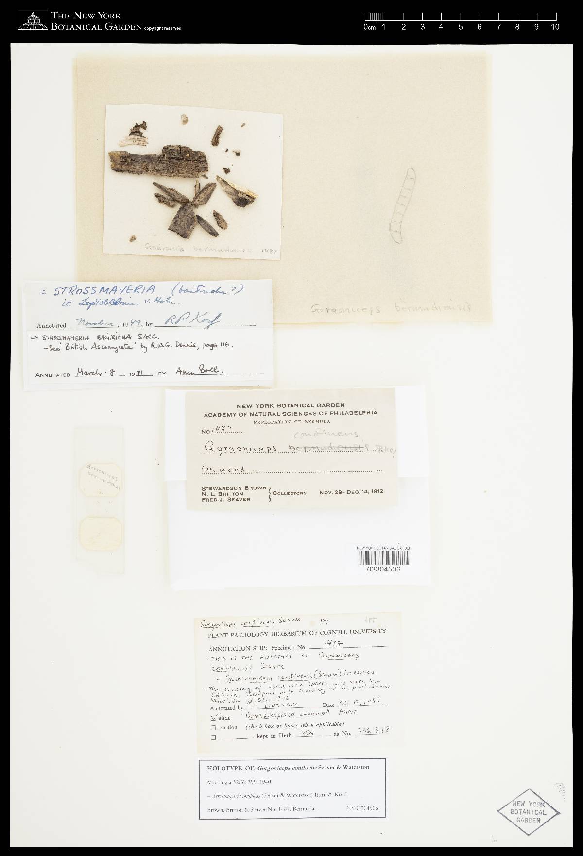 Gorgoniceps image
