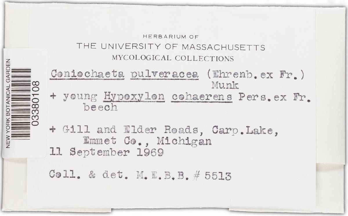 Coniochaeta pulveracea image