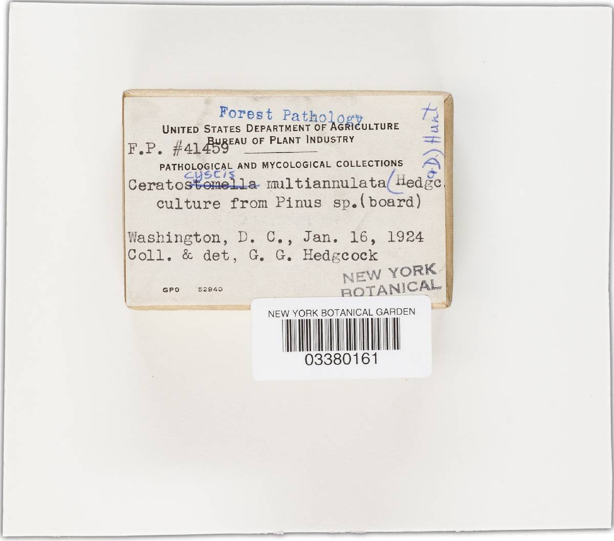 Ophiostoma multiannulatum image