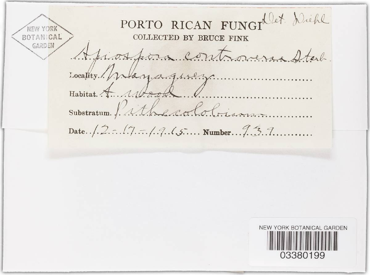 Stigmochora controversa image