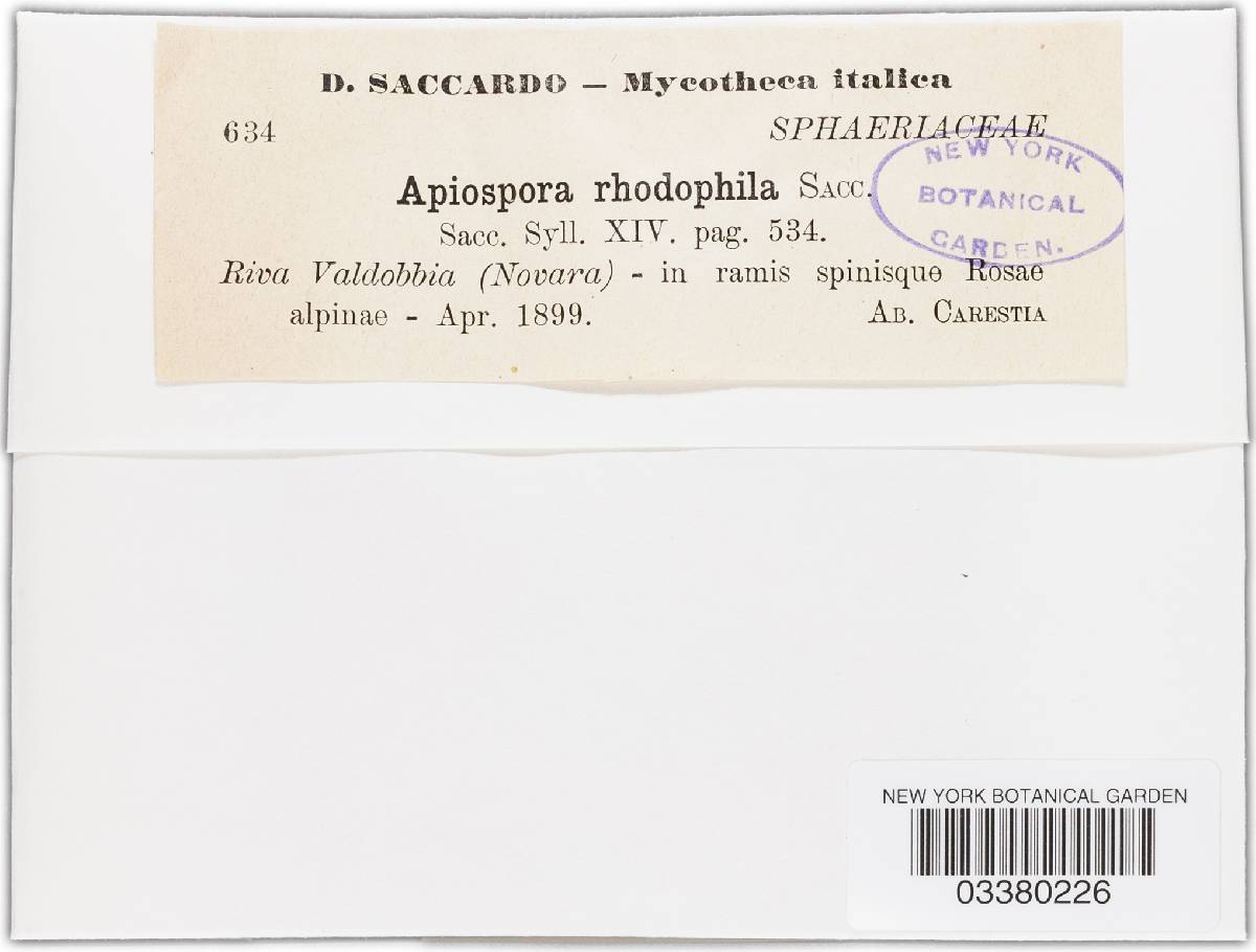 Apiospora rhodophila image