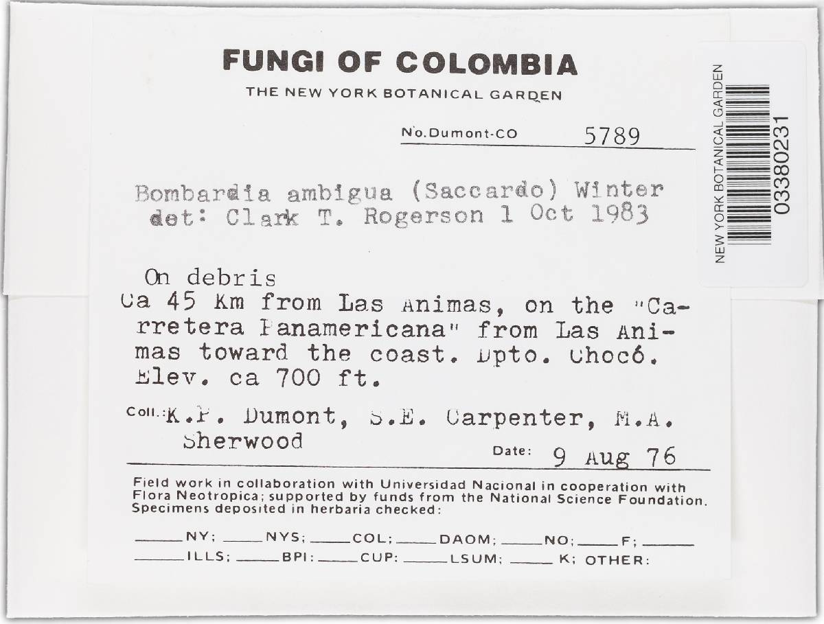 Bombardia ambigua image