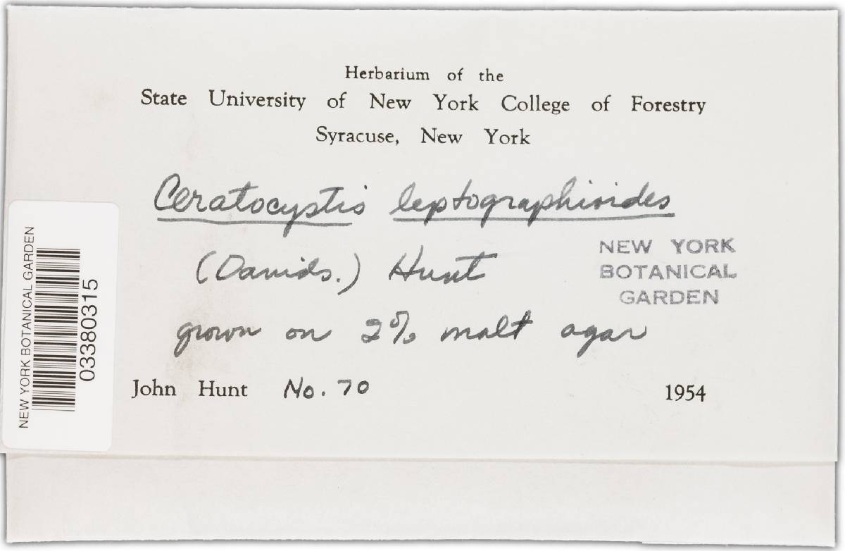 Ceratocystis leptographioides image