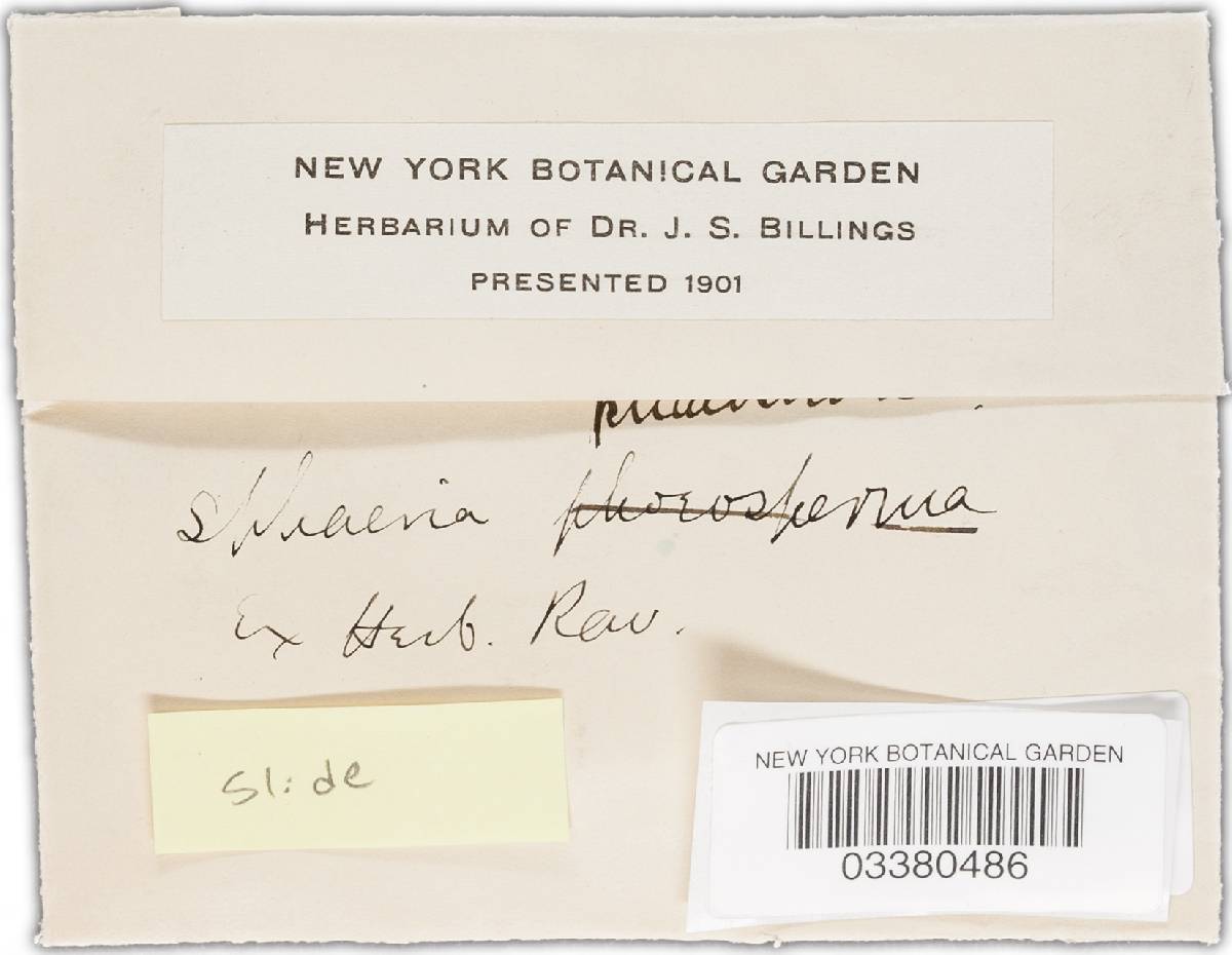 Chaetosphaerella phaeostroma image