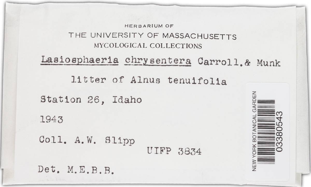 Lasiosphaeria chrysentera image