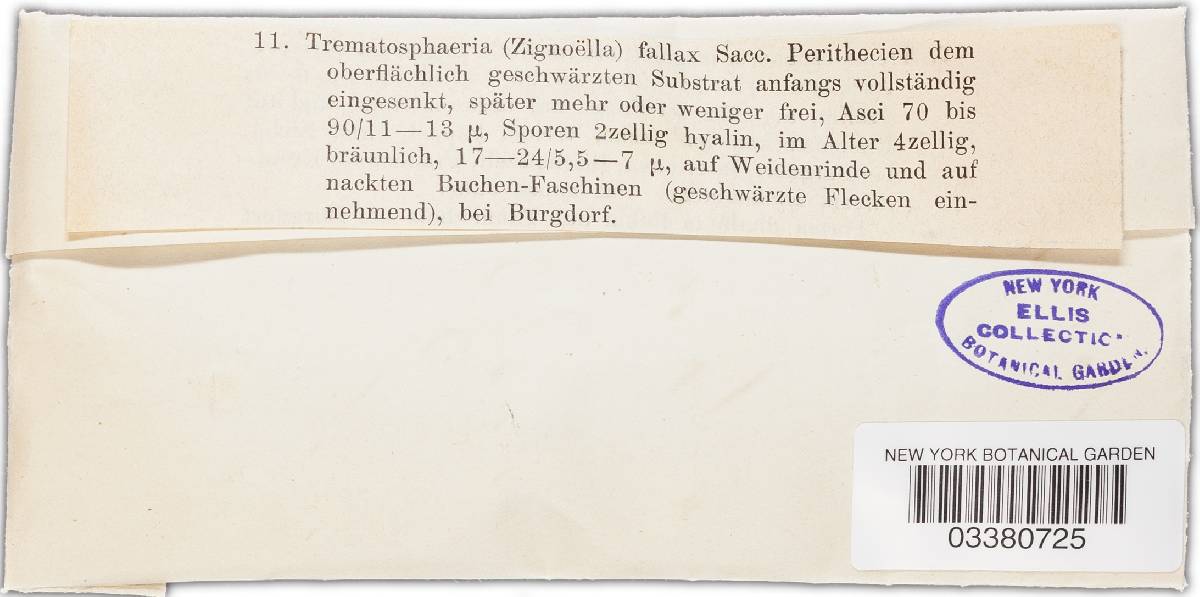 Zignoëlla fallax image