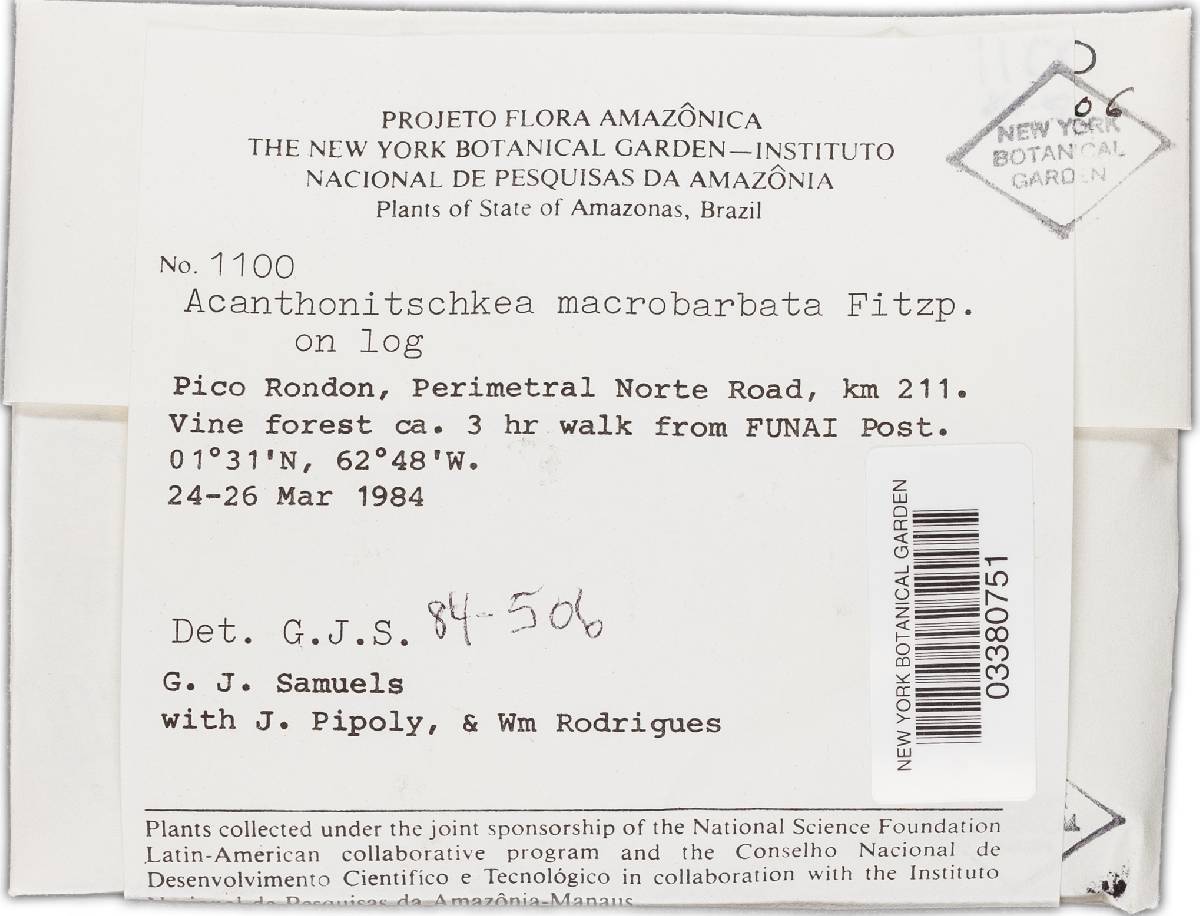 Acanthonitschkea macrobarbata image