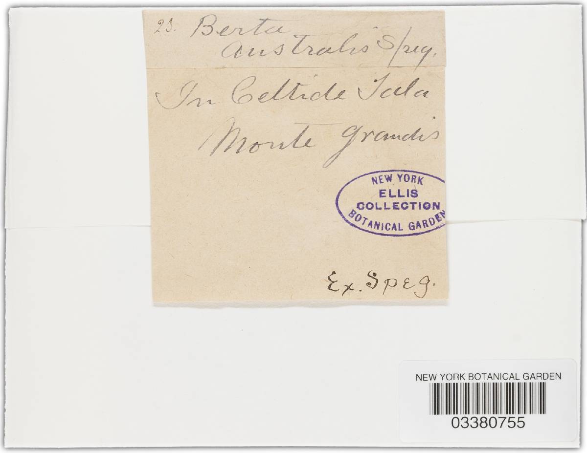Bertia australis image
