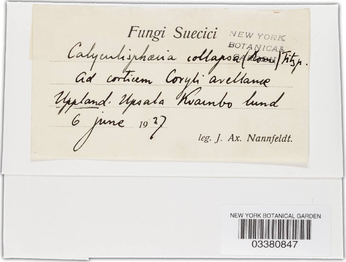 Nitschkia collapsa image