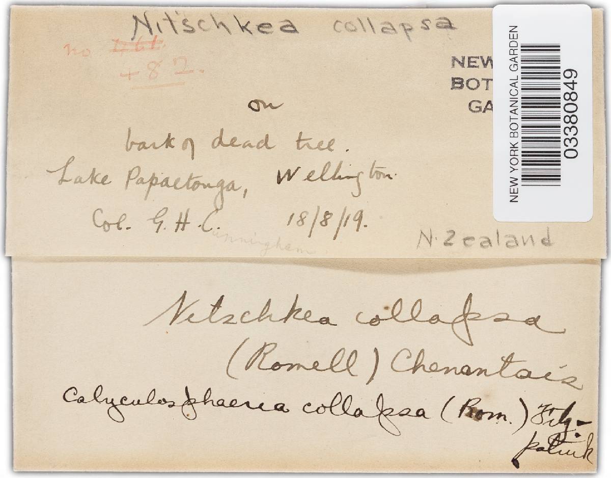 Nitschkia collapsa image