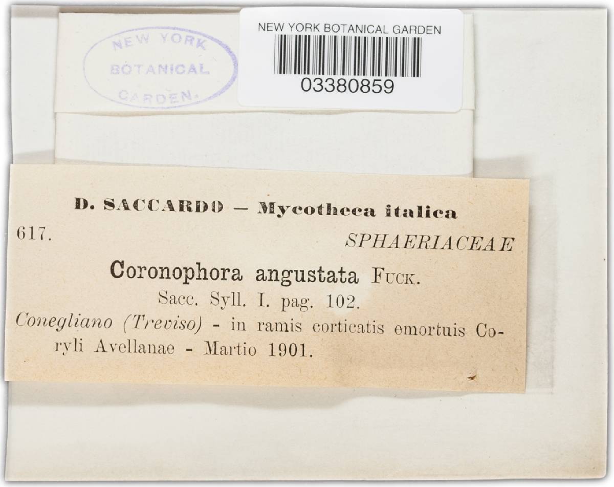 Coronophora angustata image