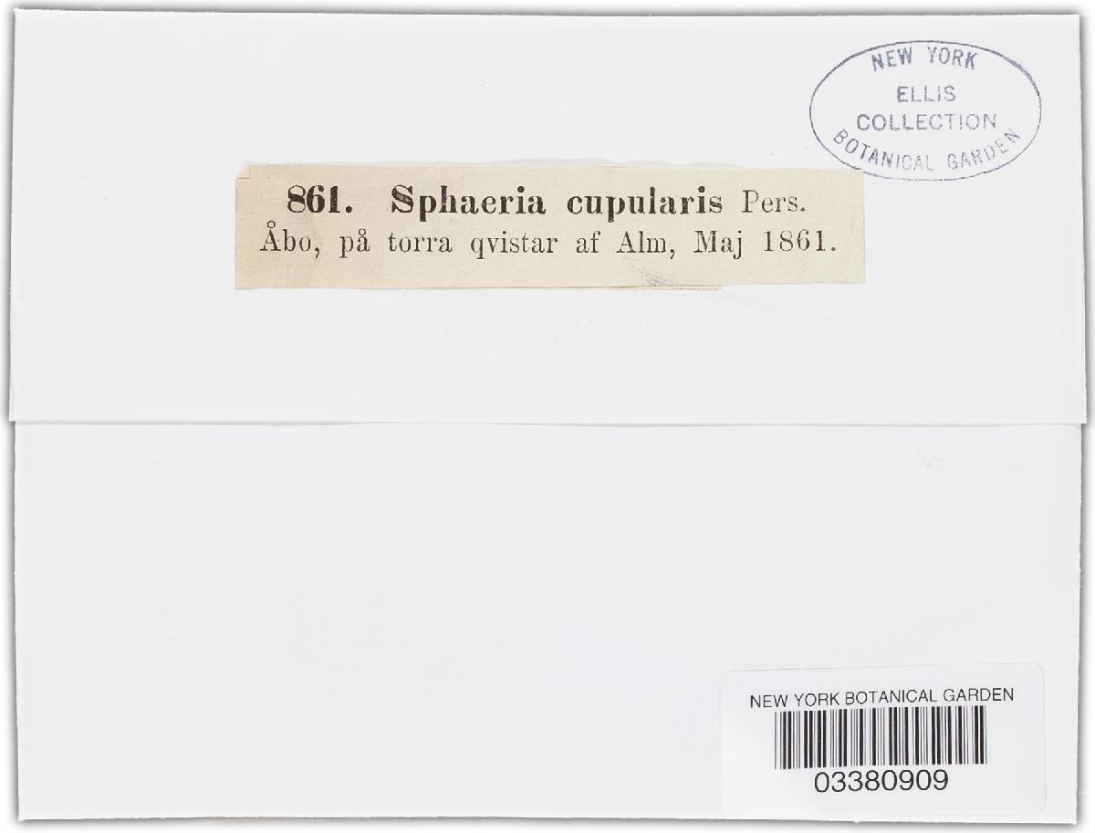 Nitschkia cupularis image