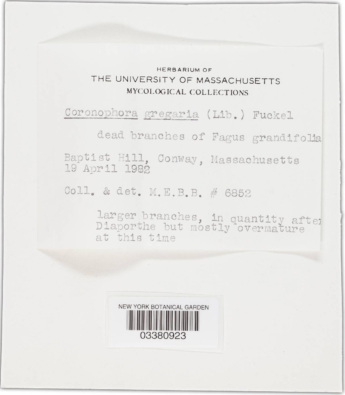Coronophora gregaria image