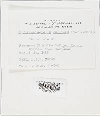 Coronophora annexa image