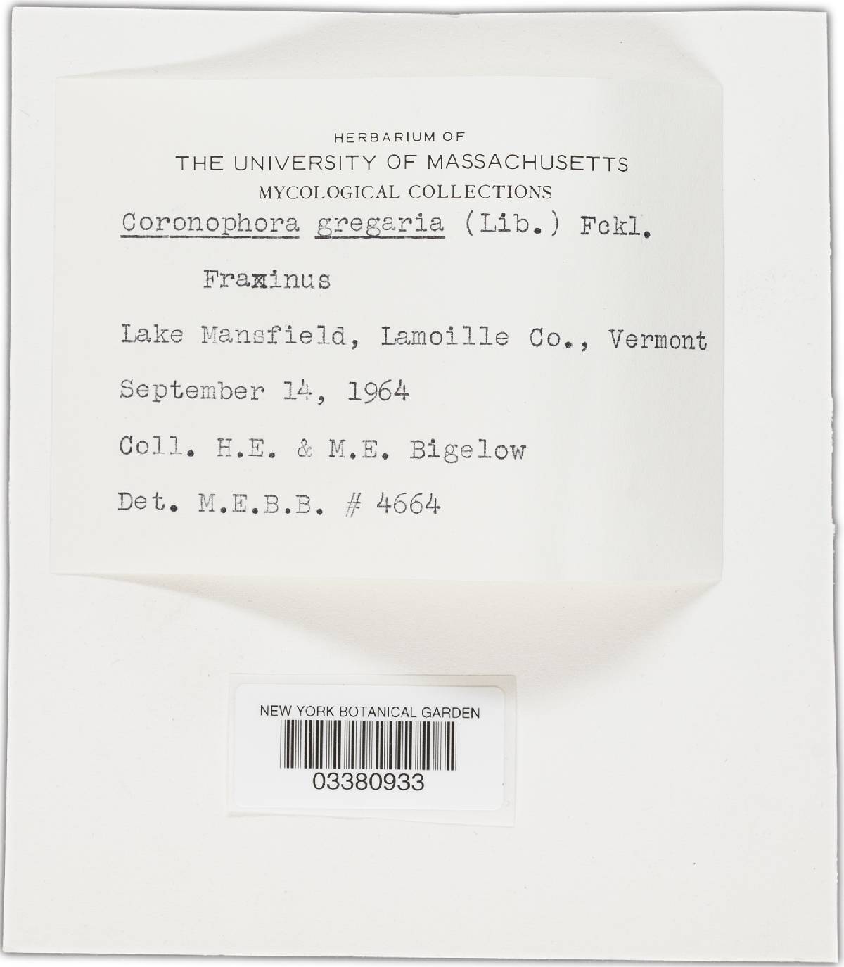Coronophora gregaria image