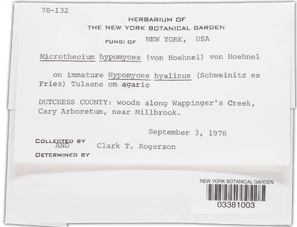 Melanospora hypomyces image