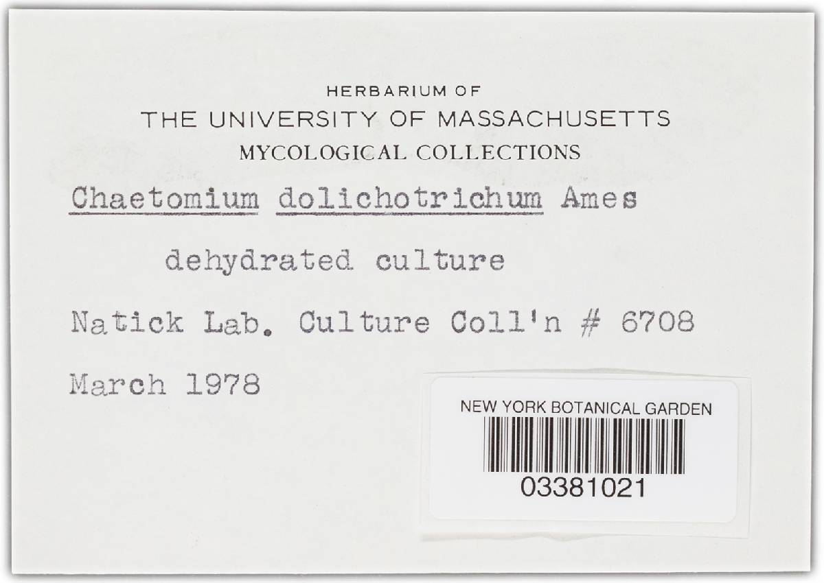 Chaetomium funicola image