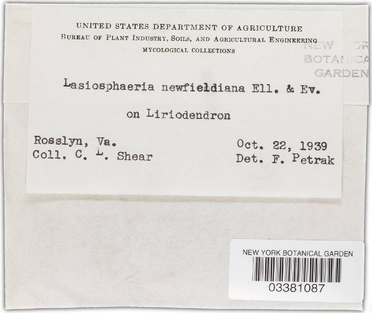 Lasiosphaeria newfieldiana image