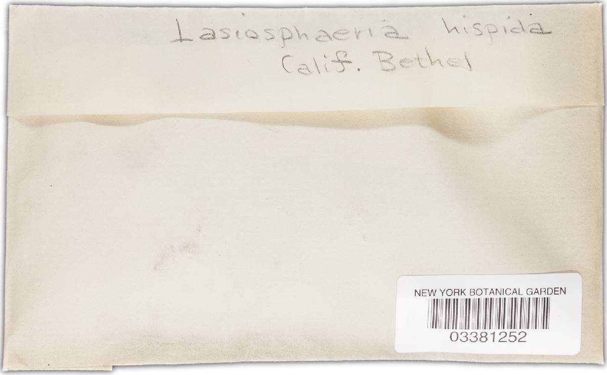 Lasiosphaeris hispida image