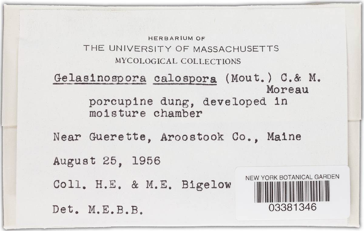 Gelasinospora calospora image