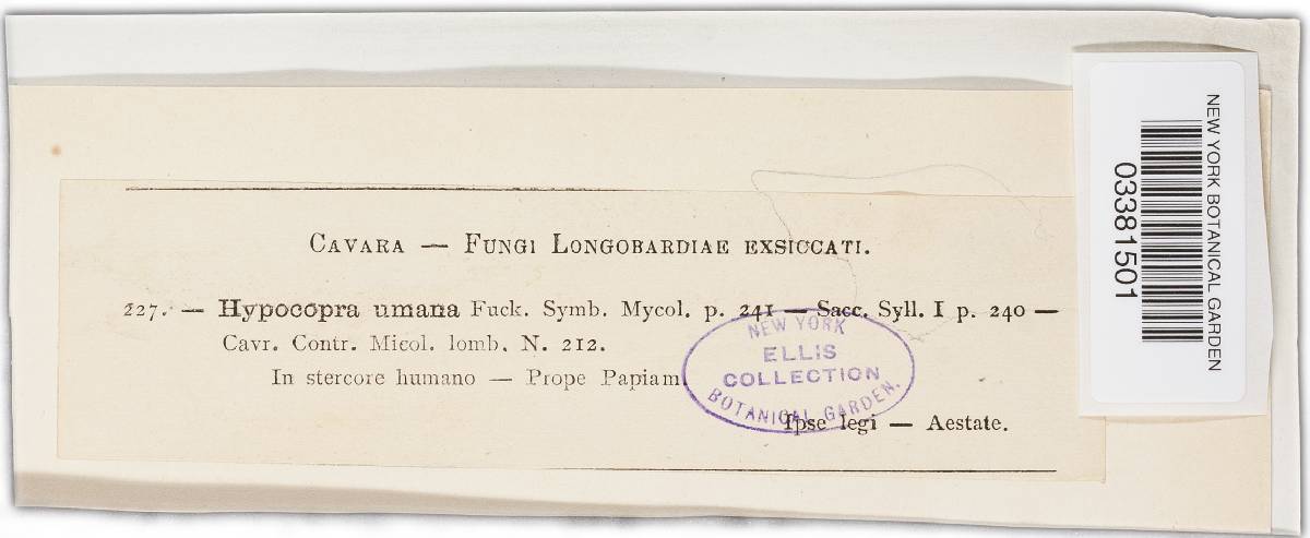 Sordaria humana image