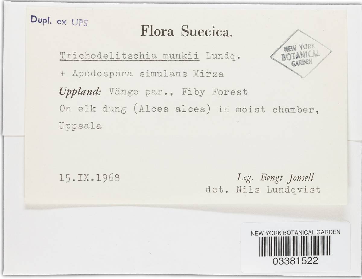 Trichodelitschia munkii image