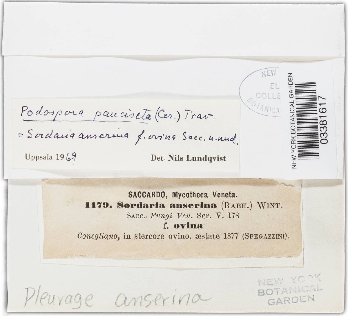Podospora pauciseta image