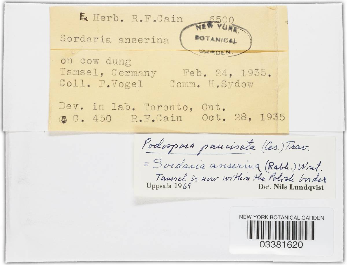 Podospora pauciseta image