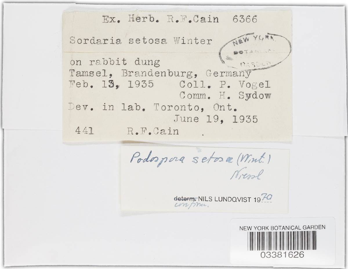 Podospora setosa image