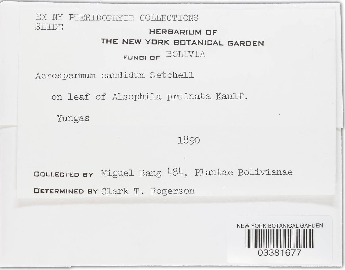 Cyanodermella candida image