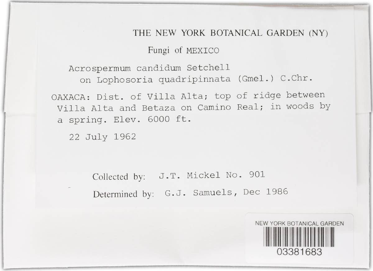 Cyanodermella candida image