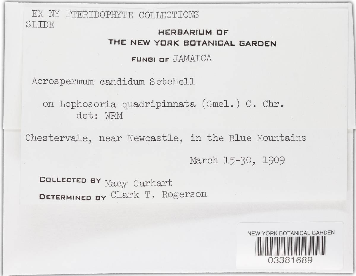 Cyanodermella candida image
