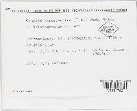 Oomyces carneoalbus image