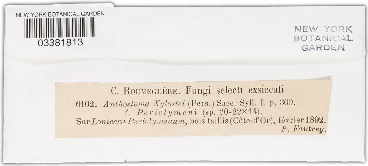 Amphisphaerella image