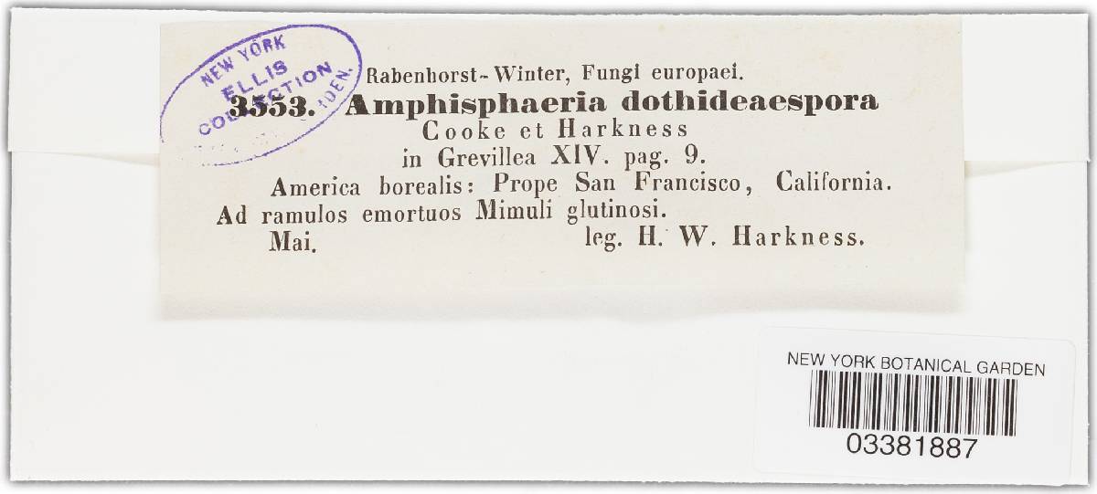 Amphisphaeria dothideaspora image