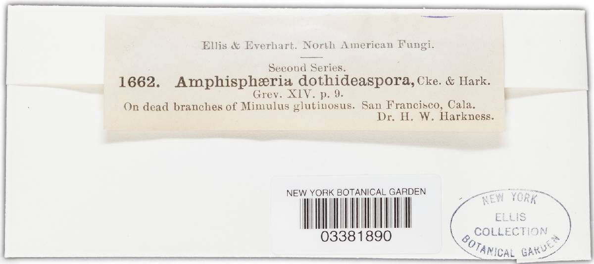 Amphisphaeria dothideaspora image