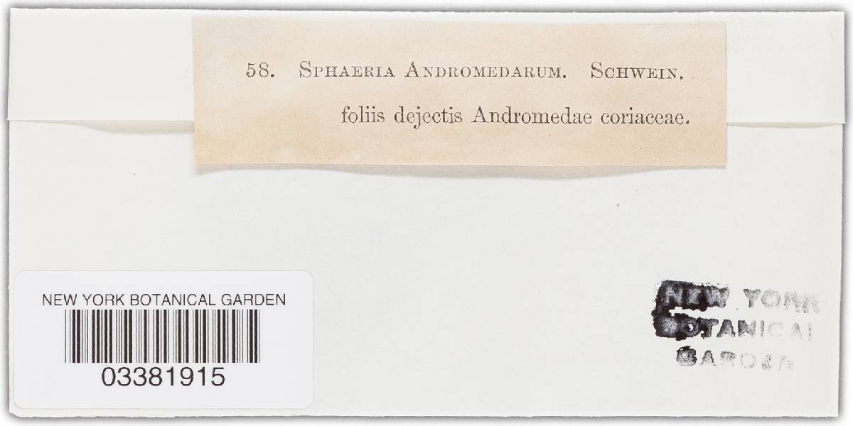 Sphaeria andromedae image