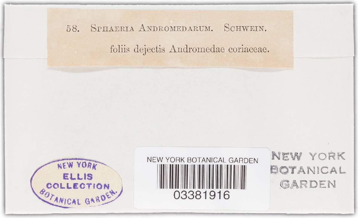 Sphaeria andromedae image