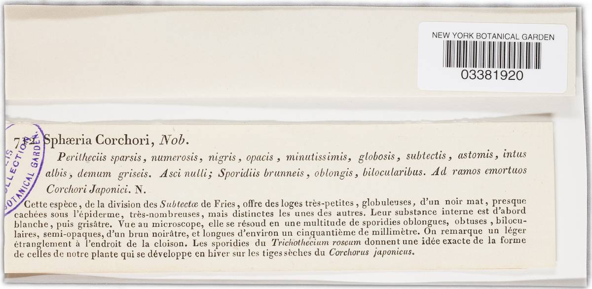 Sphaeria corchori image